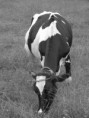 /album/galleria-foto-prima-farm/img-5899-jpg1/
